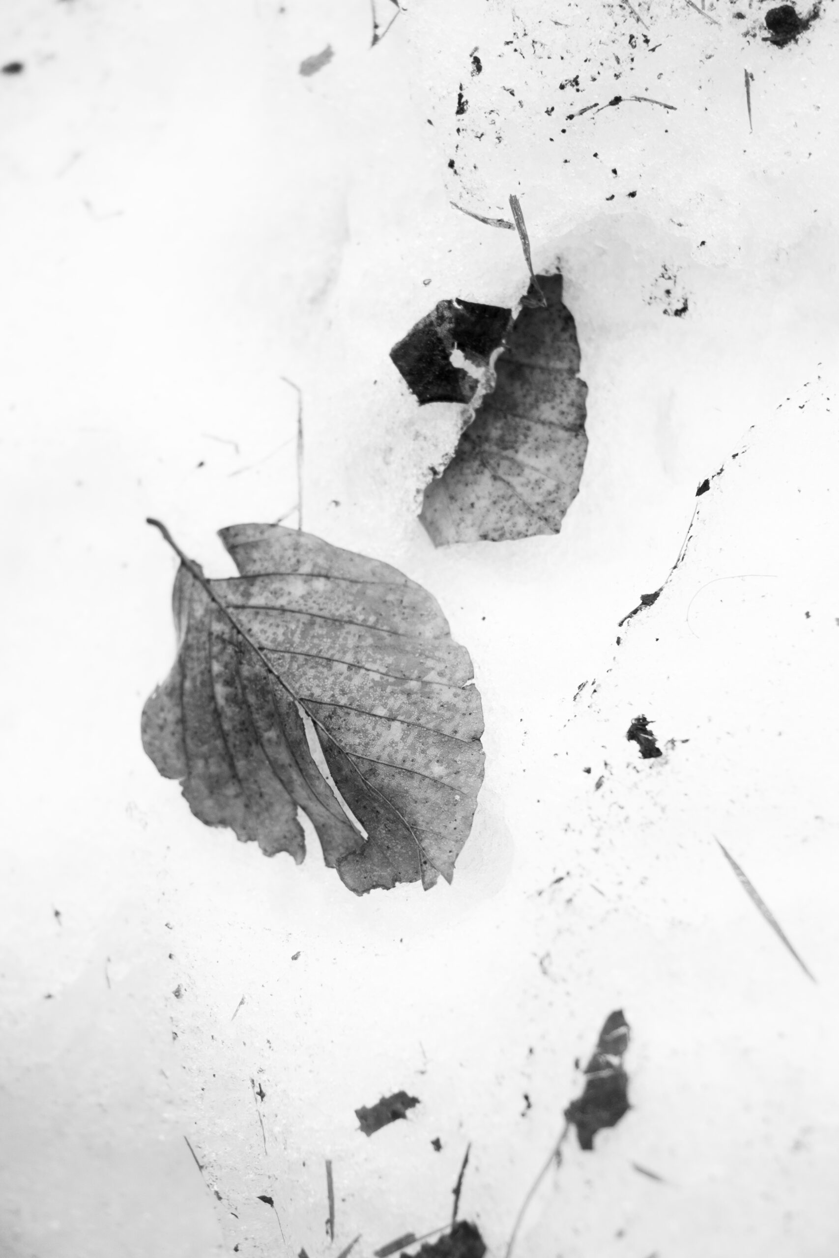 blaadje in sneeuw